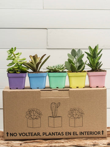 plantas-mini-suculentas-cactus-plantas-regalos-con-suculentas-regalos-para-mujer-regalos-de-cumpleanos-habibi-plantitas_e0a8d5c6-efff-41f3-85d9-dcc322af4a65.jpg