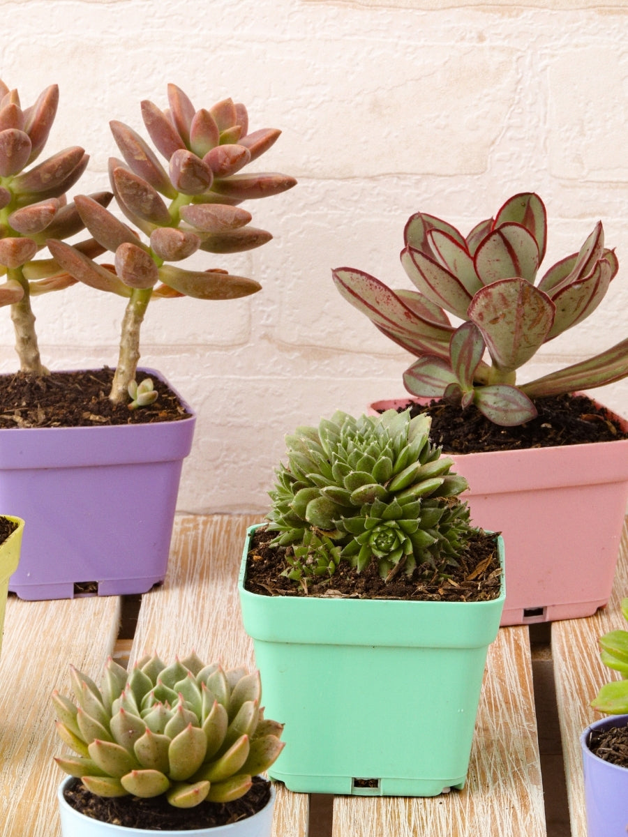plantas-suculentas-cactus-mini-plantas-regalos-con-suculentas-regalos-para-mujer-regalos-de-condolencias-habibi-plantitas.jpg