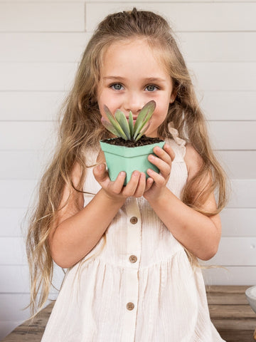 plantas-suculentas-cactus-mini-plantas-regalos-con-suculentas-regalos-para-mujer-regalos-de-cumpleanos-regalos-para-ninos-recordatorios-habibi-plantitas.jpg
