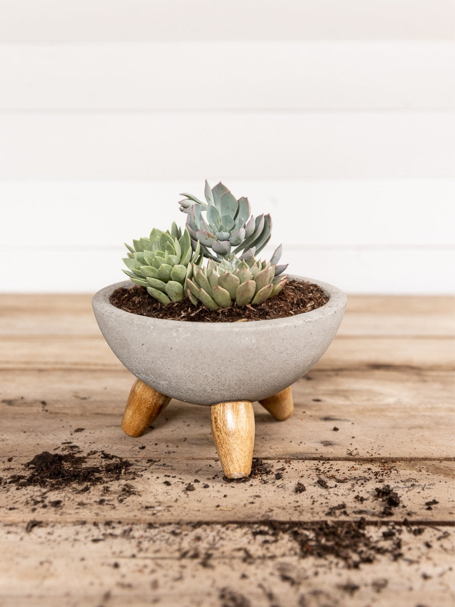 plantas-suculentas-cactus-regalos-para-mujer-regalo-para-condolencias-cuidados-de-suculentas-decoracion-para-oficinas-siembra-suculentas-maceta-en-concreto-habibi-plantitas_45c9b32e-59fa-4b1c-91e1-31ce960e6225.jpg
