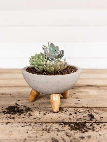 plantas-suculentas-cactus-regalos-para-mujer-regalo-para-condolencias-cuidados-de-suculentas-decoracion-para-oficinas-siembra-suculentas-maceta-en-concreto-habibi-plantitas_45c9b32e-59fa-4b1c-91e1-31ce960e6225.jpg
