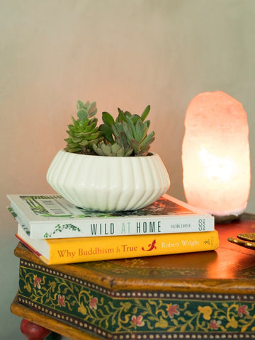 plantas-suculentas-cactus-regalos-para-mujer-regalo-para-hombres-cuidados-de-suculentas-decoracion-para-oficinas-siembra-suculentas-maceta-en-ceramica-habibi-plantitas.jpg