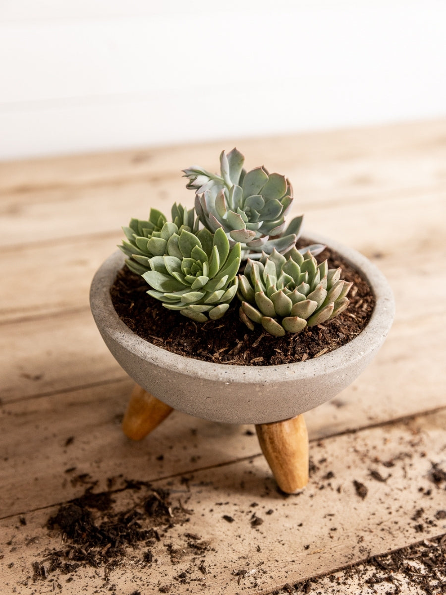 plantas-suculentas-cactus-regalos-para-mujer-regalo-para-hombres-cuidados-de-suculentas-decoracion-para-oficinas-siembra-suculentas-maceta-en-concreto-habibi-plantitas_1274838a-d5ce-4460-b83b-d4926712c2bb.jpg