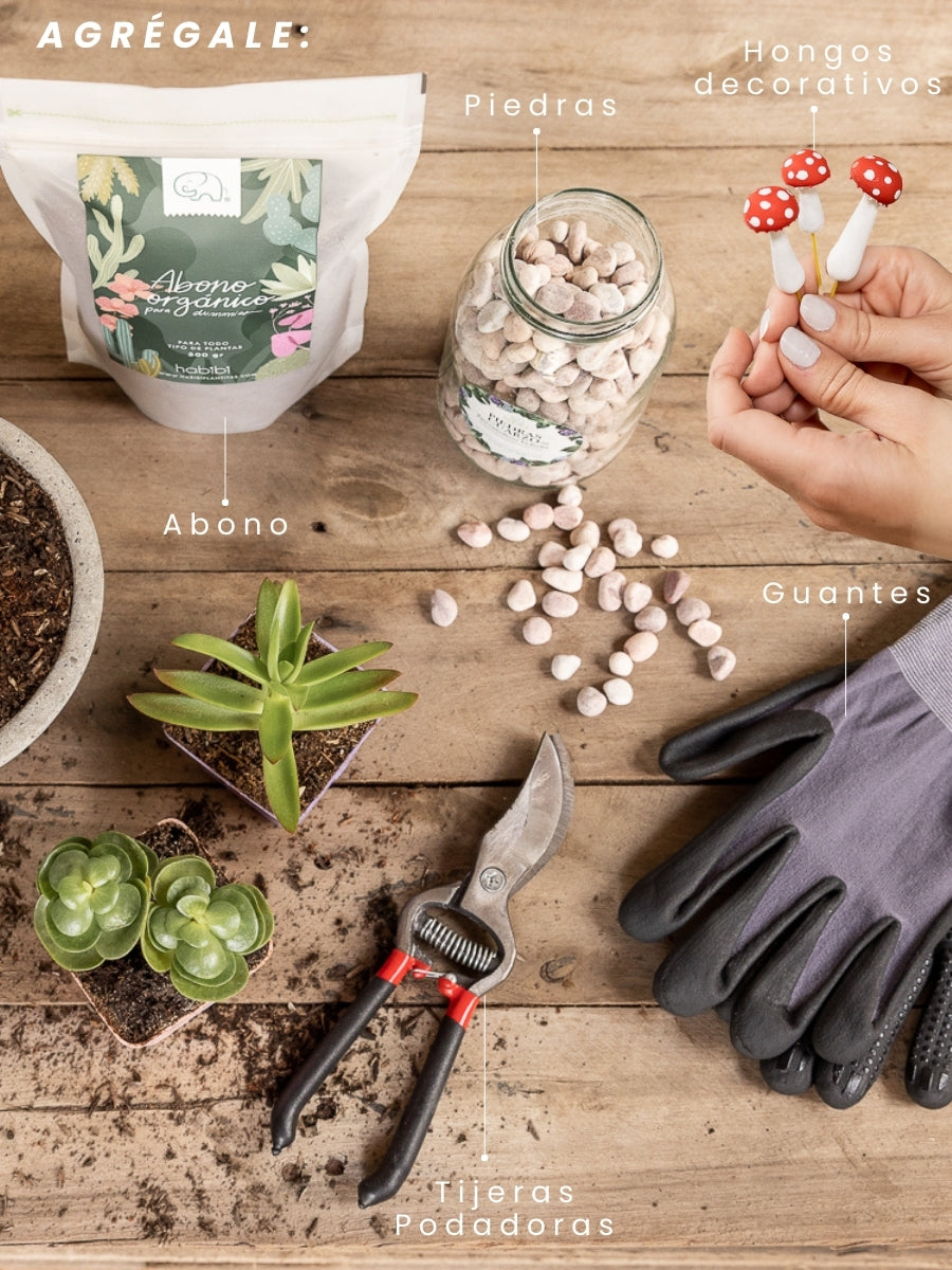 plantas-suculentas-regalos-para-mujer-regalo-para-hombres-cuidados-de-suculentas-decoracion-para-oficinas-siembra-suculentas-maceta-en-concreto-jardineria-en-casa-habibi-plantitas_707d4737-2c5f-43a9-b5e2-362439bb684e.jpg