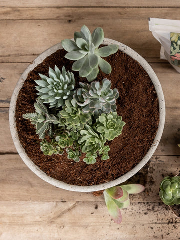 plantas-suculentas-regalos-para-mujer-regalo-para-hombres-cuidados-de-suculentas-decoracion-para-oficinas-siembra-suculentas-maceta-en-concreto-jardineria-habibi-plantitas_5cd54062-cef9-41be-9bd9-8914336e80ce.jpg