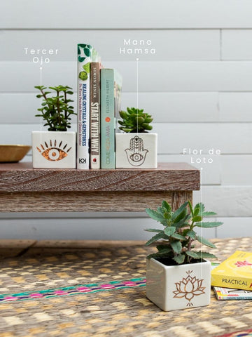 suculenta-amuleto-mano-hamsa-tercer-ojo-flor-de-loto-regalos-yogui-regalos-para-mujeres-suculentas-cactus-habibi-plantitas_016b988c-1e55-496e-a580-850f9a3a705a.jpg