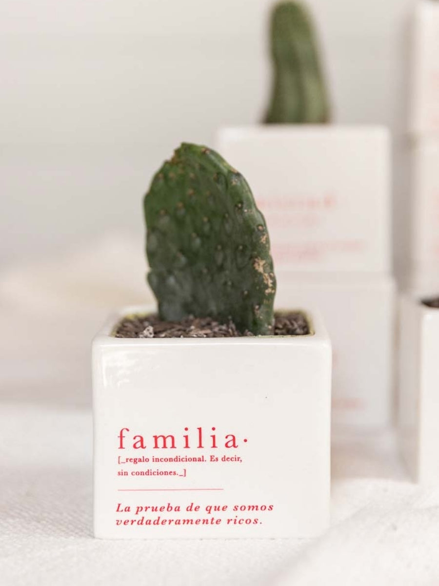 suculenta-ana-listas-familia-para-regalar-ideas-de-regalo-navidad-regalos-para-mi-esposo-regalos-dia-de-la-madre-habibi-plantitas.jpg