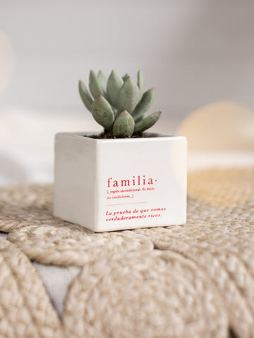 suculenta-ana-listas-familia-para-regalar-ideas-de-regalo-navidad-regalos-para-mi-esposo-regalos-dia-de-la-madre-habibi-plantitas_c5bb402e-c0ff-4454-95ef-8b08d6c56245.jpg