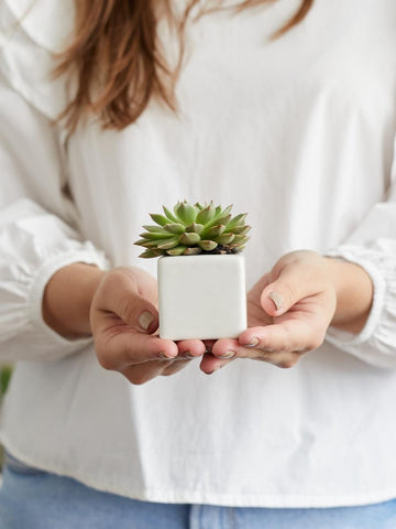 suculenta-cactus-regalos-para-mujeres-regalos-para-hombre-maceta-ceramica-cuidados-de-las-suculentas-habibi-plantitas_45ec0dbb-5ba4-4700-887a-5696ea1e4d65.jpg