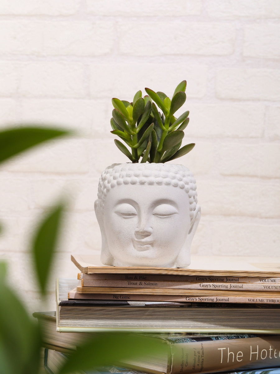 suculenta-maceta-buda-buddah-concreto-regalos-para-mujeres-decoracion-buddah-habibi-plantitas.jpg