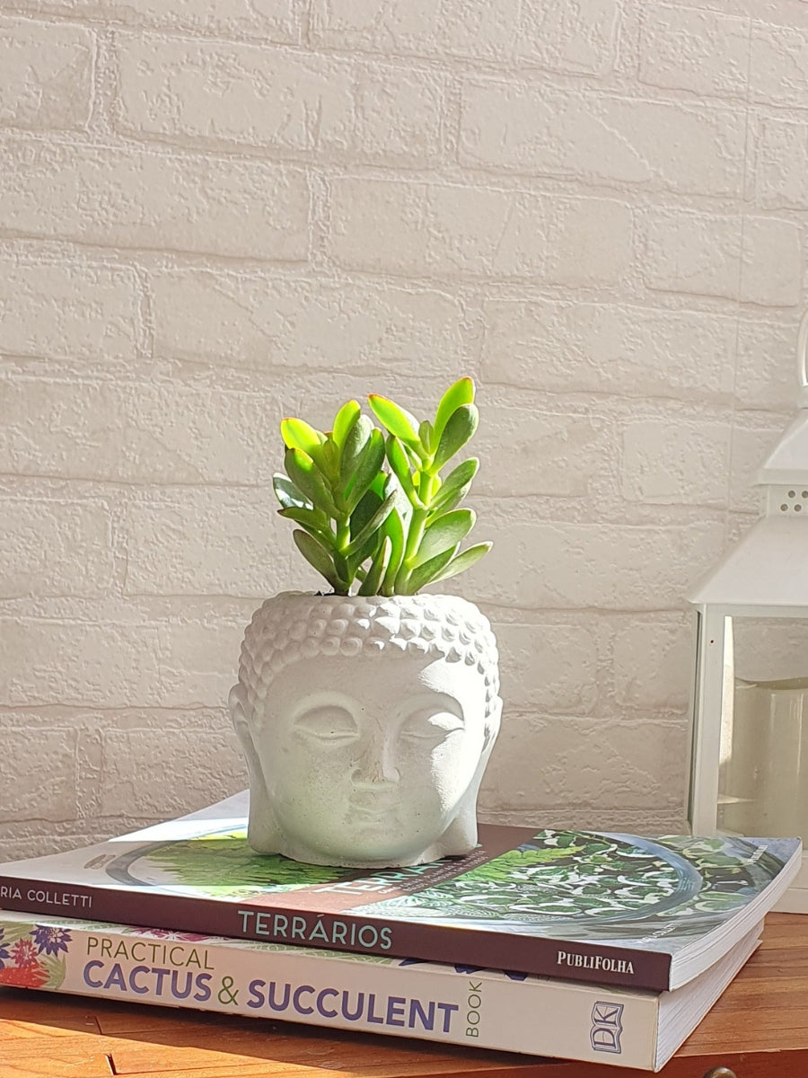 suculenta-maceta-buda-buddah-concreto-regalos-para-mujeres-decoracion-buddah-habibi-plantitas_c30807e2-a2f0-49f1-b51e-46d5d65c64c4.jpg
