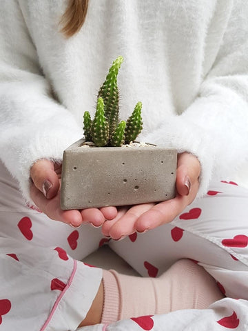 suculenta-maceta-concreto-regalos-para-hombres-regalos-para-mujer-regalos-de-cumpleanos-detalles-empresariales-recordatorios-habibi-plantitas.jpg