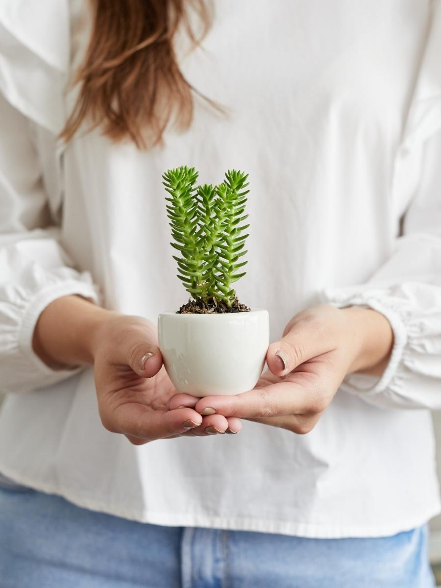 suculenta-maceta-de-ceramica-regalos-con-suculentas-regalos-para-mujeres-regalos-de-cumpleanos-habibi-plantitas.jpg