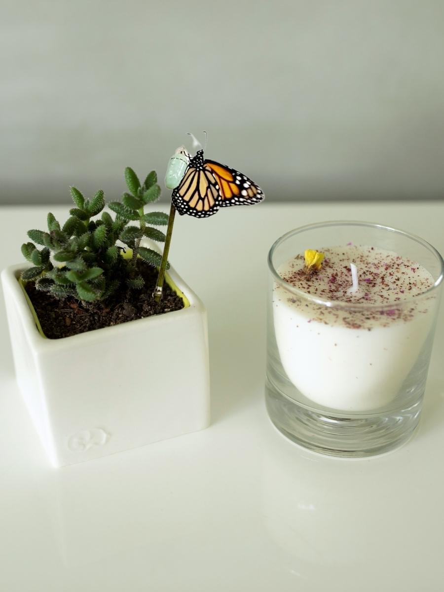 suculenta-mini-cactus-regalos-con-suculentas-regalos-para-mujeres-regalos-para-condolencias-vela-aromatica-verbena-tranquilidad-calma-vela-para-relajacion-crisalida-de-mariposa-capull.jpg