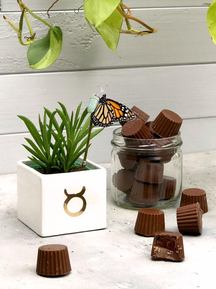 suculenta-signo-de-zodiaco-astrologia-chocolates-cactus-regalos-de-cumpleanos-regalos-para-mujer-cuidados-de-suculentas-capullo-de-mariposa-crisalida-pupa-habibi-plantitas.jpg