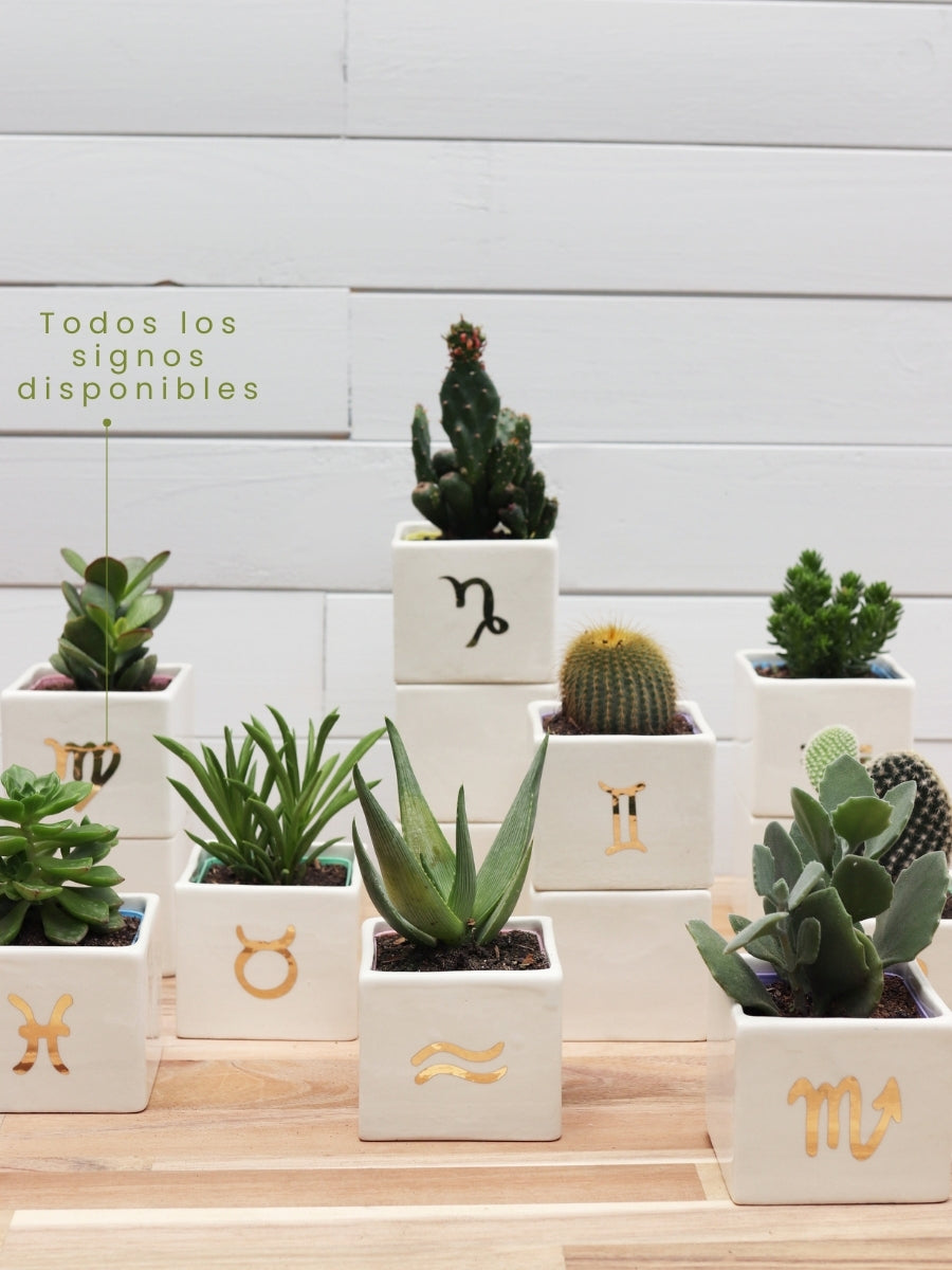 suculenta-signo-de-zodiaco-cactus-regalos-de-cumpleanos-regalos-para-mujer-cuidados-de-suculentas-habibi-plantitas.jpg