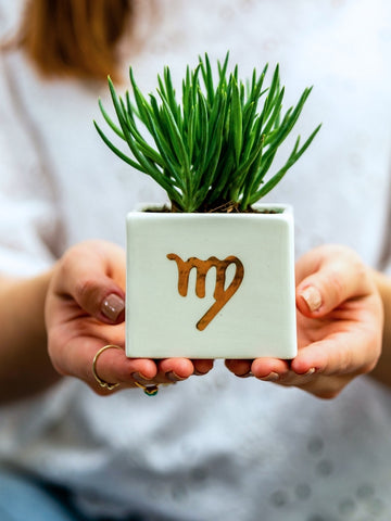 suculenta-signo-de-zodiaco-cactus-regalos-de-cumpleanos-regalos-para-mujer-cuidados-de-suculentas-habibi-plantitas_e7c008e6-a1e2-416d-95e0-4b96a8ab302f.jpg