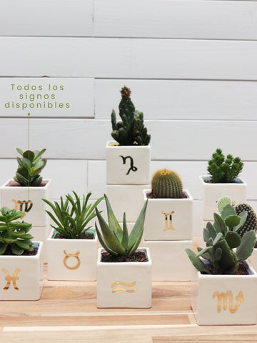 suculenta-signo-de-zodiaco-cactus-regalos-de-cumpleanos-regalos-para-mujer-cuidados-de-suculentas-habibi-plantitas_e93079a8-e6cf-4a0d-86d2-ec17b580d52e.jpg