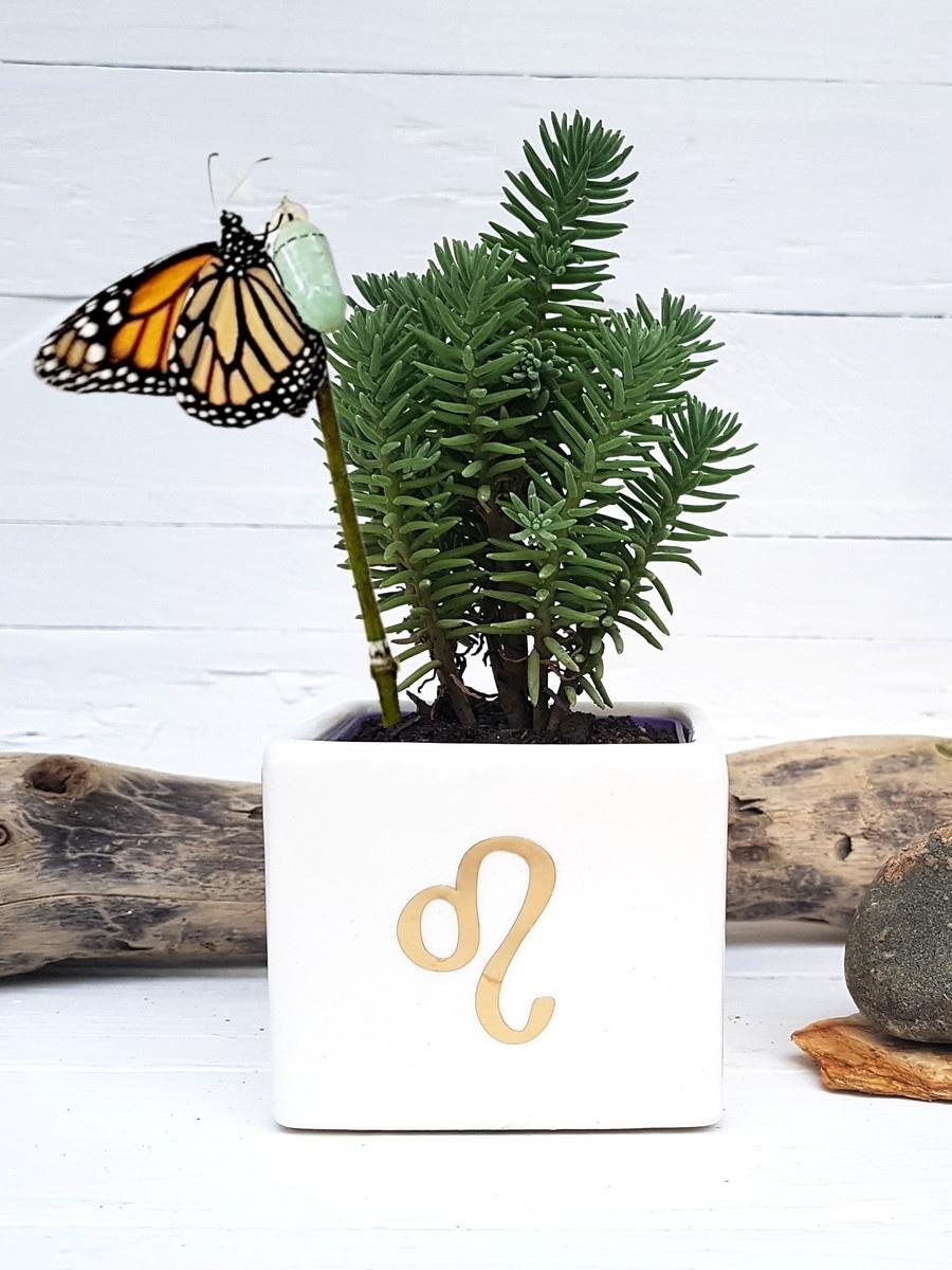 suculenta-signo-zodiacal-cactus-regalos-de-cumpleanos-regalos-para-mujer-cuidados-de-suculentas-crisalida-capullo-de-mariposa-habibi-plantitas.jpg