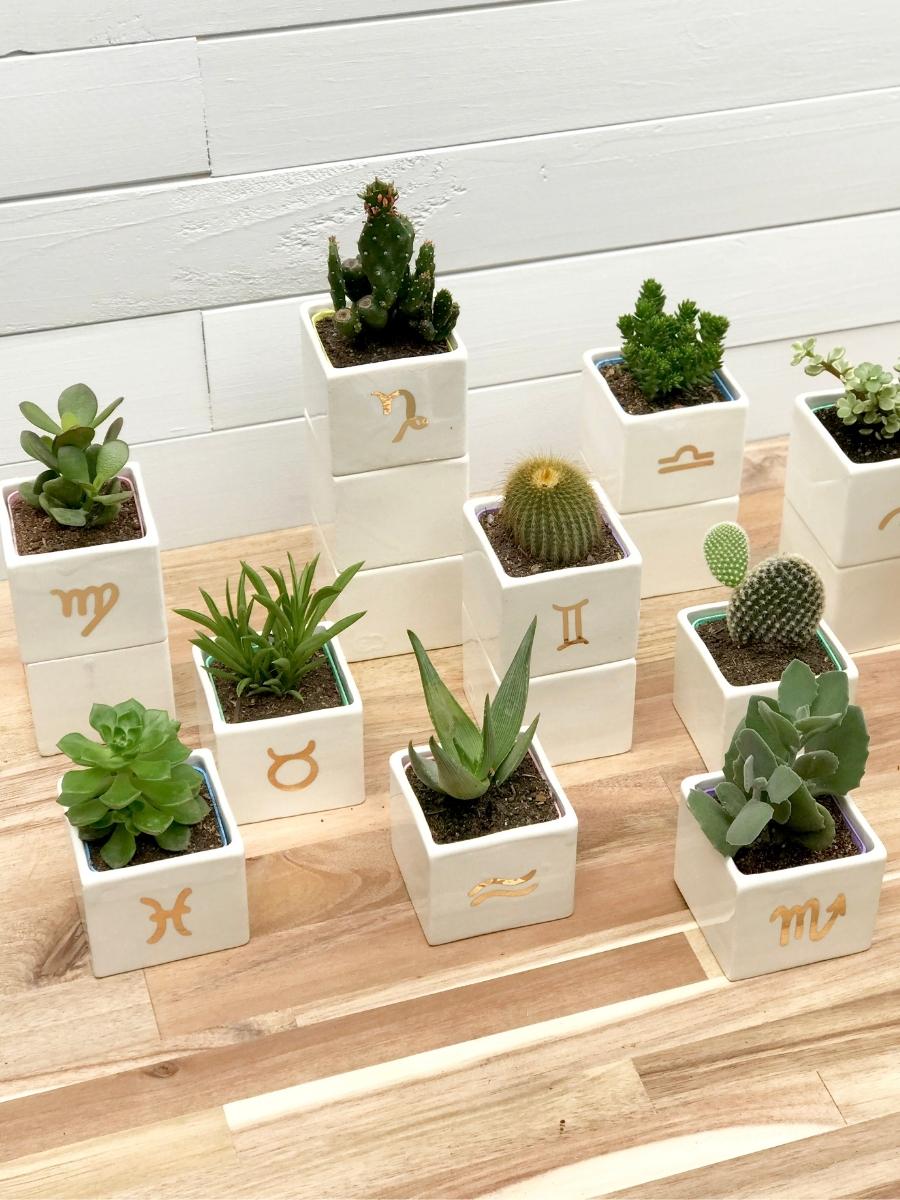 suculenta-signo-zodiaco-cactus-regalos-de-cumpleanos-regalos-para-mujer-cuidados-de-suculentas-habibi-plantitas.jpg