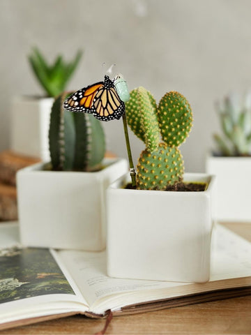 suculentas-cactus-maceta-de-ceramica-regalos-con-suculentas-regalos-para-mujeres-regalos-de-condolencias-crisalida-de-mariposa-capullo-pupa-habibi-plantitas.jpg