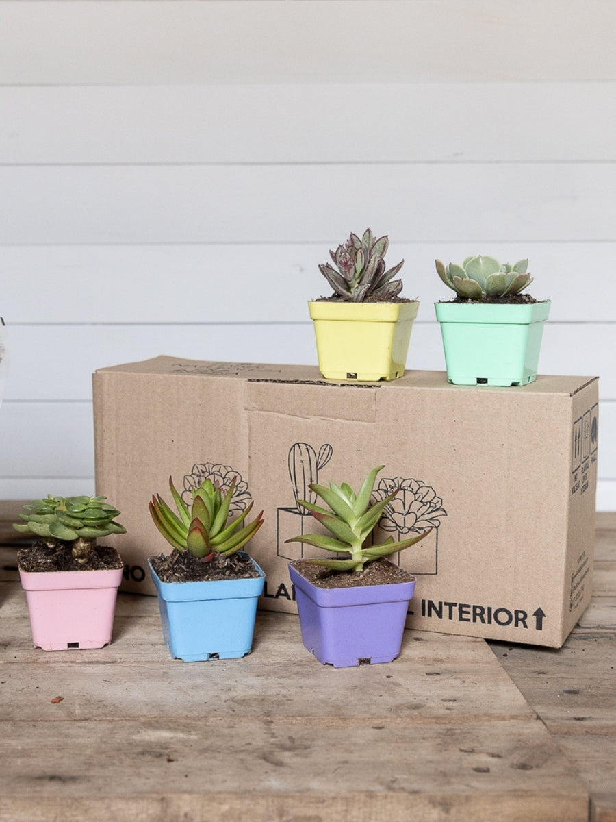 suculentas-cactus-mini-plantas-regalos-con-suculentas-regalos-para-mujer-regalos-de-cumpleanos-regalos-de-condolencias-recordatorios-habibi-plantitas.jpg