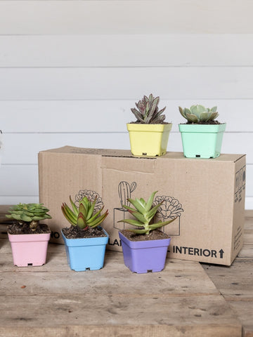 suculentas-cactus-mini-plantas-regalos-con-suculentas-regalos-para-mujer-regalos-de-cumpleanos-regalos-de-condolencias-recordatorios-habibi-plantitas.jpg