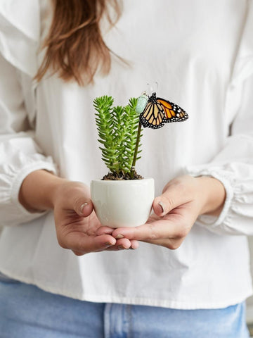 suculentas-cactus-plantas-regalos-con-suculentas-regalos-para-mujer-cuidado-de-suculentas-maceta-en-ceramica-crisalida-de-mariposa-capullo-pupa-habibi-plantitas.jpg