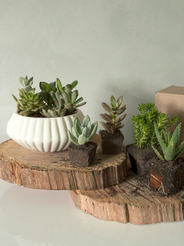 suculentas-cactus-regalos-para-mujer-regalo-para-hombres-cuidados-de-suculentas-decoracion-para-oficinas-siembra-suculentas-maceta-en-ceramica-habibi-plantitas_2e4b4bc9-8b3e-45c9-a092-4d12320c81e3.jpg