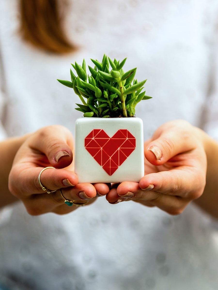 suculentas-de-regalo-amor-y-amistad-regalos-para-hombres-regalos-san-valentin-amor-y-amistad-cuidado-de-suculentas-habibi-plantitas.jpg