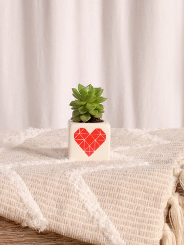 suculentas-de-regalo-amor-y-amistad-regalos-para-mujeres-regalos-san-valentin-amor-y-amistad-cuidado-de-suculentas-habibi-plantitas.jpg