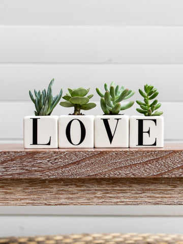 suculentas-maceta-con-iniciales-palabra-love-suculentas-de-regalo-amor-y-amistad-regalos-para-hombres-regalos-san-valentin-amor-y-amistad-cuidado-de-suculentas-regalo-de-aniversario-h.jpg