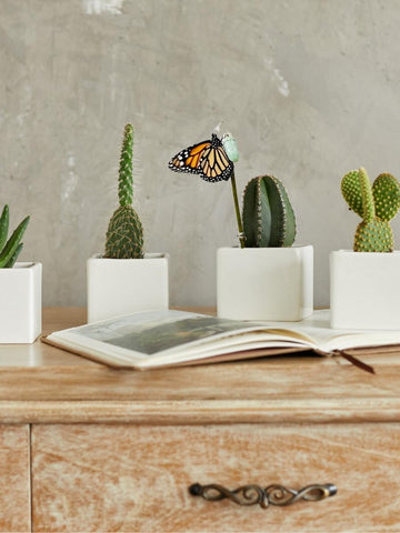 suculentas-maceta-de-ceramica-regalos-con-suculentas-regalos-de-condolencias-crisalida-de-mariposa-capullo-pupa-habibi-plantitas.jpg