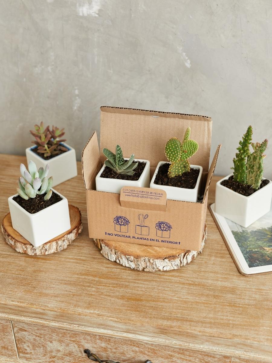 suculentas-maceta-de-ceramica-regalos-con-suculentas-regalos-de-cumpleanos-crisalida-de-mariposa-capullo-pupa-habibi-plantitas.jpg