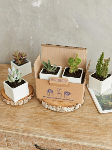 suculentas-maceta-de-ceramica-regalos-con-suculentas-regalos-de-cumpleanos-crisalida-de-mariposa-capullo-pupa-habibi-plantitas.jpg