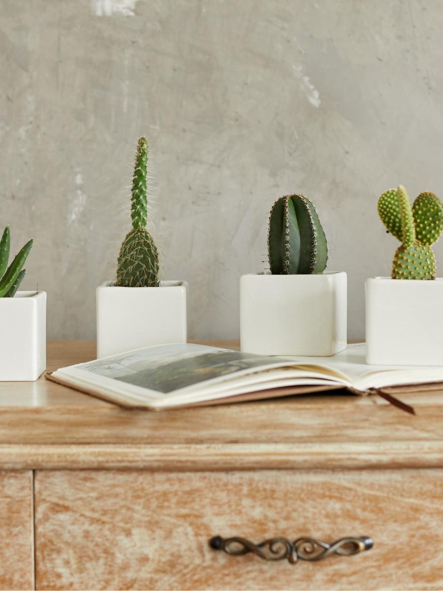 suculentas-maceta-de-ceramica-regalos-con-suculentas-regalos-para-mujeres-habibi-plantitas.jpg