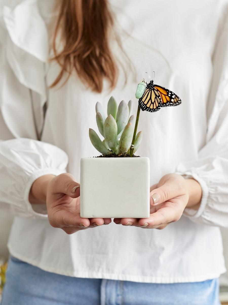 suculentas-maceta-de-ceramica-regalos-con-suculentas-regalos-para-mujeres-regalos-de-condolencias-crisalida-de-mariposa-capullo-pupa-habibi-plantitas.jpg