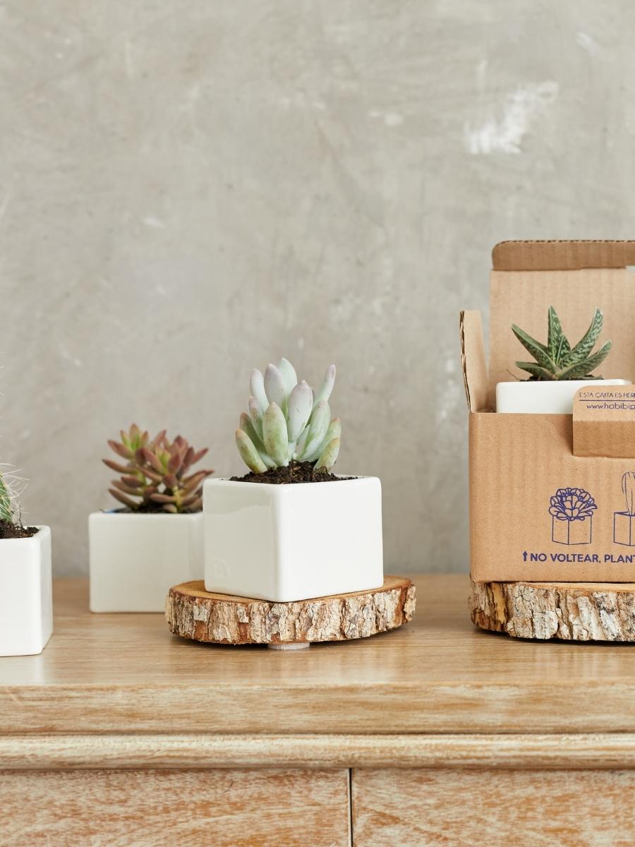 suculentas-maceta-de-ceramica-regalos-con-suculentas-regalos-para-mujeres-regalos-para-hombres-habibi-plantitas.jpg