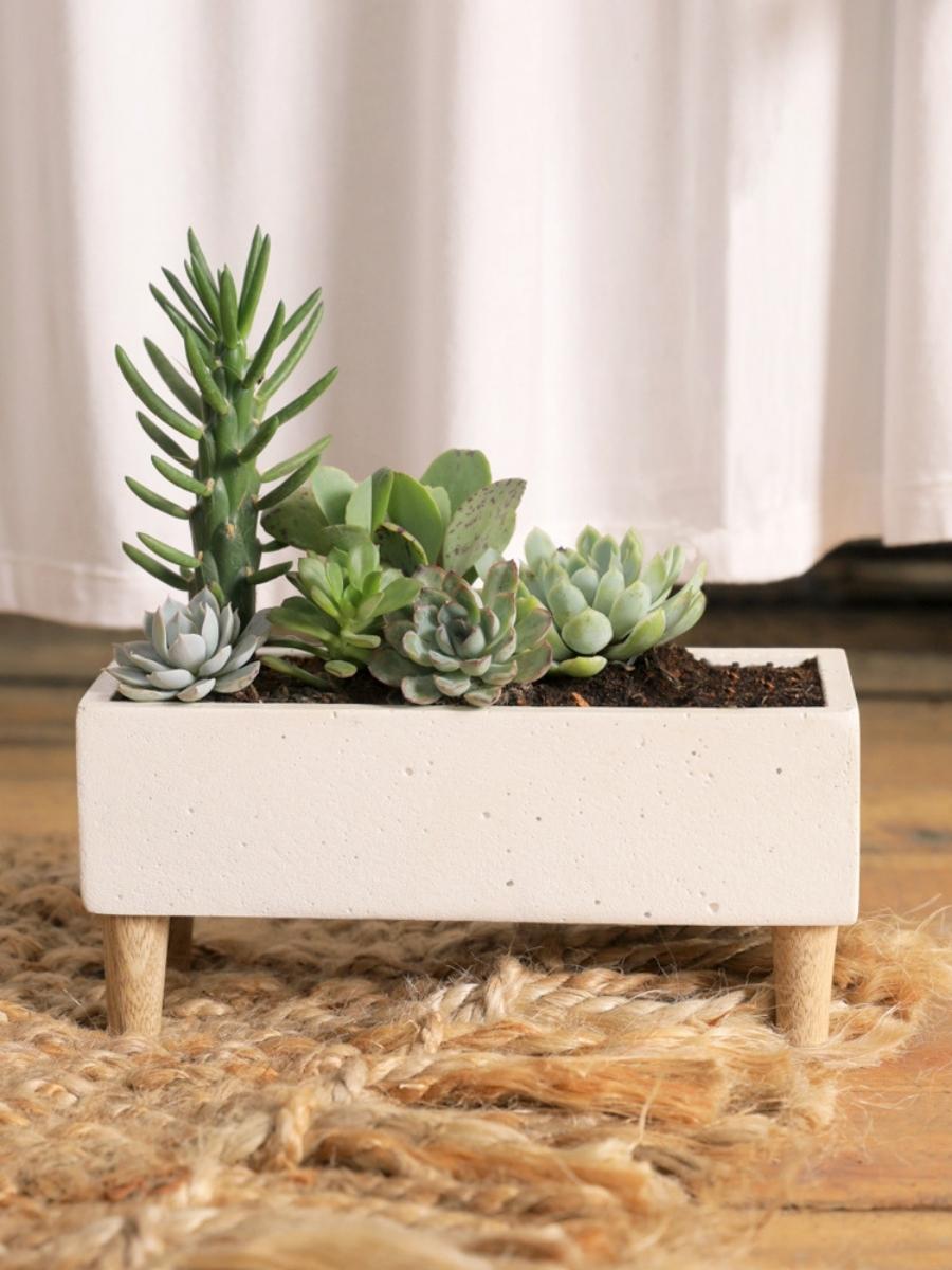 suculentas-maceta-en-concreto-arreglos-de-suculentas-regalos-para-mujeres-regalos-de-condolencias-habibi-plantitas.jpg