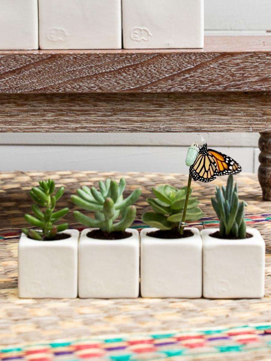 suculentas-mini-cactus-plantas-regalos-con-suculentas-regalos-para-mujer-cuidado-de-suculentas-maceta-en-ceramica-crisalida-de-mariposa-capullo-pupa-habibi-plantitas.jpg
