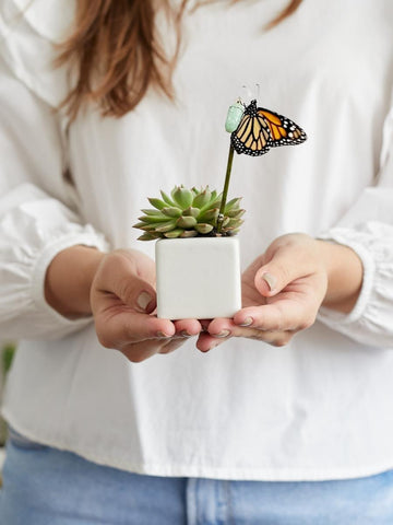 suculentas-mini-cactus-plantas-regalos-con-suculentas-regalos-para-mujer-cuidado-de-suculentas-maceta-en-ceramica-crisalida-de-mariposa-capullo-pupa-habibi-plantitas_dbaa7f12-8458-4429-b83e-19fed7e241ba.jpg
