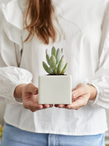 suculentas-mini-cactus-plantas-regalos-con-suculentas-regalos-para-mujer-cuidado-de-suculentas-maceta-en-ceramica-habibi-plantitas_3f457a67-d4c3-4afb-bec4-e5370d4bbf08.jpg