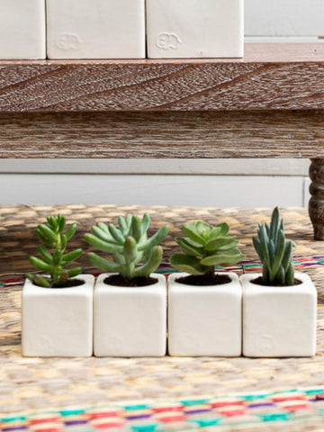 suculentas-mini-cactus-plantas-regalos-con-suculentas-regalos-para-mujer-cuidado-de-suculentas-maceta-en-ceramica-habibi-plantitas_f51dc24a-ace1-4414-a540-3a84c64fb03e.jpg