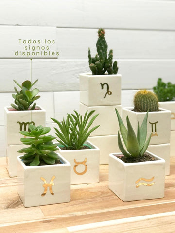suculentas-signo-zodiacal-astral-regalos-de-cumpleanos-regalos-para-mujer-cuidados-de-suculentas-habibi-plantitas.jpg
