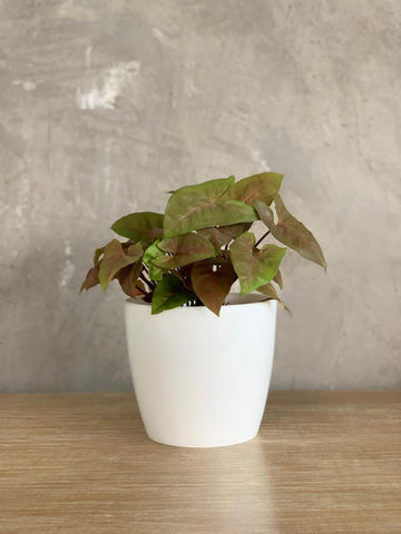 syngonium-cafe-singonio--planta-de-interior-purificadora-de-aire-decoracion-con-plantas-maceta-decorativa-habibi-plantitas.jpg