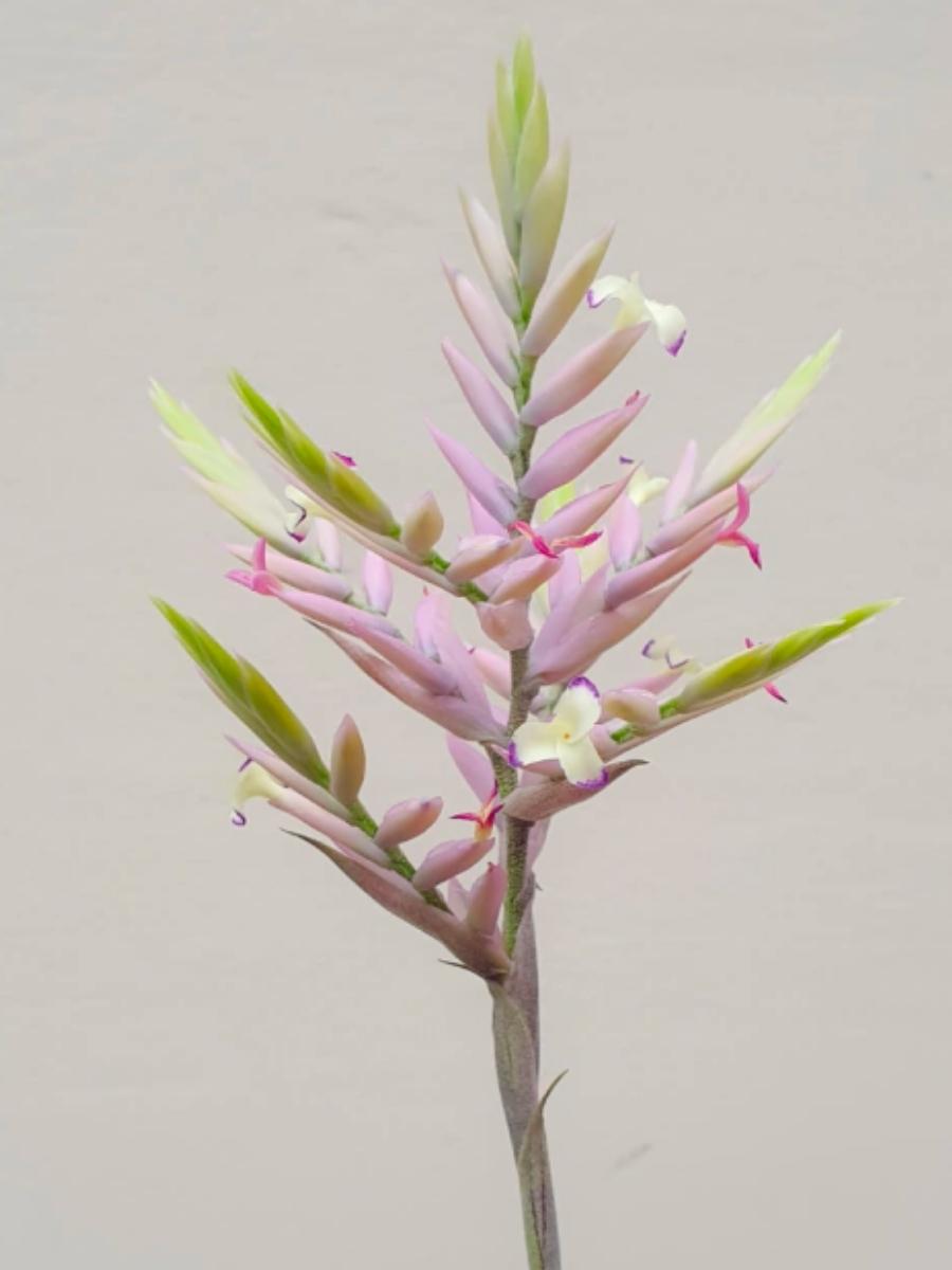 tillandsia-cacticola-planta-arerea-planta-de-interior-regalos-de-cumpleanos-regalos-para-mujeres-habibi-plantitas.jpg